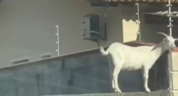 Cabrita equilibrista - Cabra “embosteira” sobe em muro para espiar vizinho e viraliza