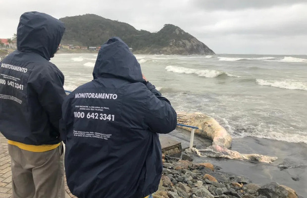 São Francisco do Sul - Baleia-jubarte de sete metros é encontrada morta na Prainha