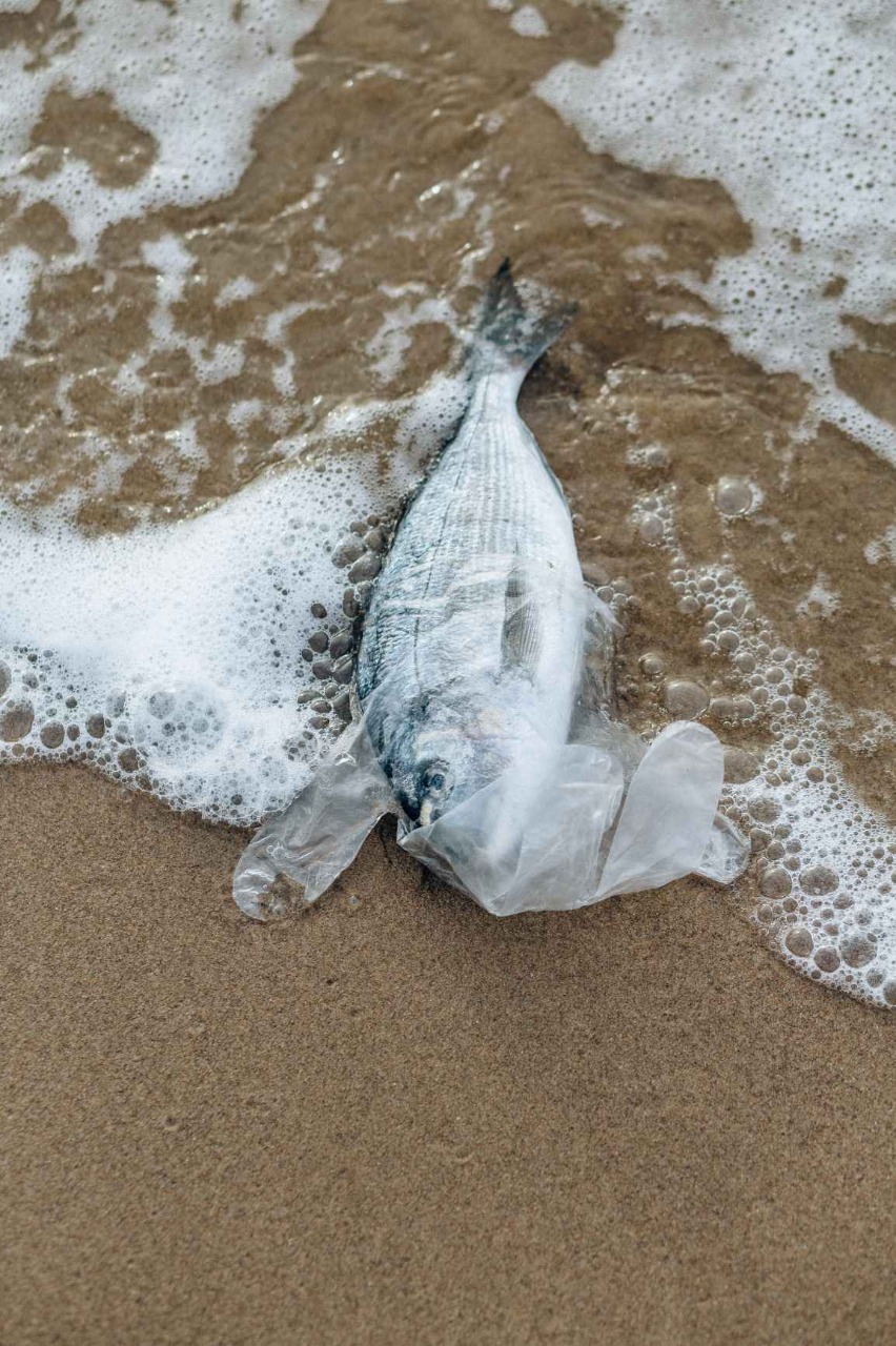 Esgoto no mar: impactos da falta de saneamento para os oceanos