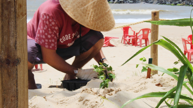 Balneário Piçarras – Instituto do Meio Ambiente promove plantio de restinga na praia de Balneário Piçarras