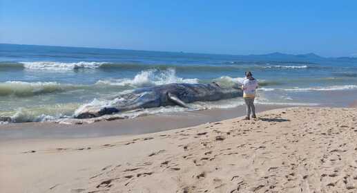 Barra Velha – Carcaça de baleia-franca encalha na praia do Tabuleiro