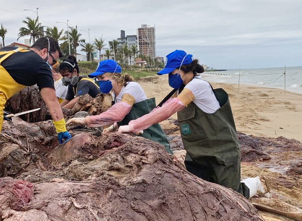 Barra Velha – Ossada da baleia-franca que encalhou na praia do Tabuleiro será exposta no Museu Oceanográfico em Balneário Piçarras