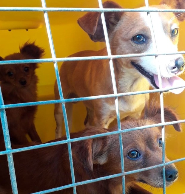 Penha inicia serviço de resgate e atendimento de animais vítimas de maus tratos ou acidentados