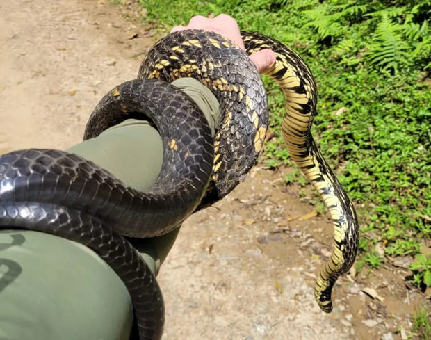 Caninana - Cobra de 1,5 metro é resgatada em jardim após tentar entrar em casa em Jaraguá do Sul
