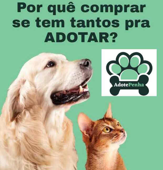 Causa Animal – Grupo “Adote Penha” promove Feira de Adoção de animais neste sábado no pátio da lanchonete Júlio Lanches