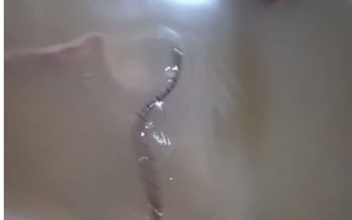 Perigo - Família flagra cobra coral nadando em enchente dentro de casa