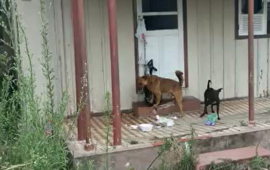 Penha - Doze cães em situação de maus-tratos são resgatados e tutora é presa