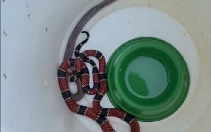 Jaraguá do Sul - Cobra coral é flagrada “vomitando” outra cobra de duas cabeças