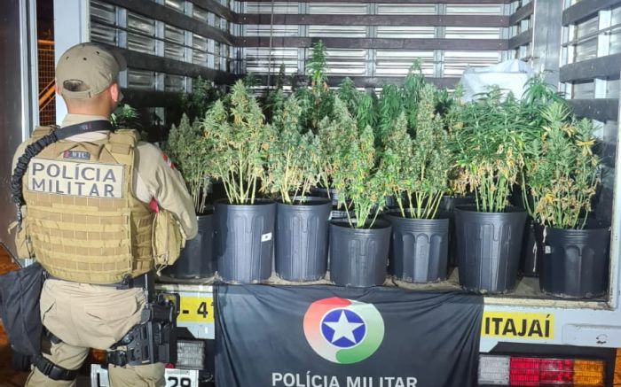 Itajaí - Casa do bairro Cordeiros escondia plantação de supermaconha