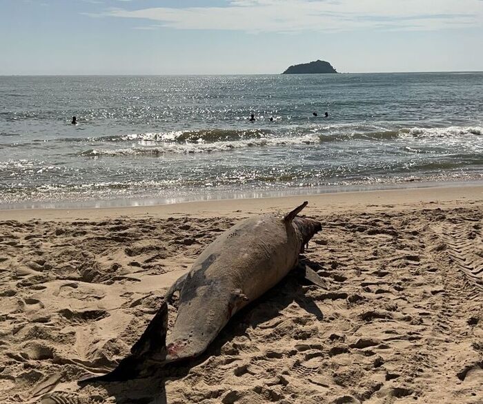 Encalhe - Golfinho encalha morto na praia de Balneário Piçarras