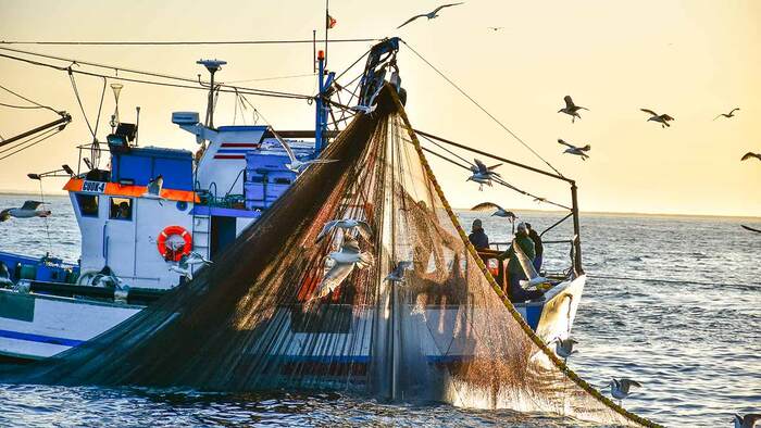 Itajaí - Pesca da sardinha tem início em Itajaí com expectativa de ultrapassar última safra
