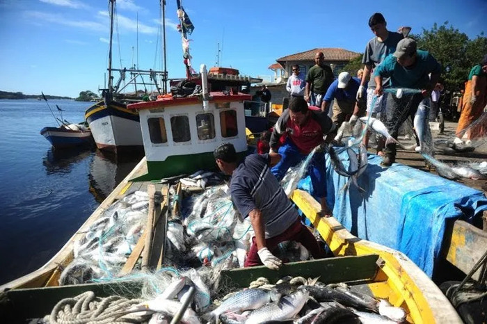 Santa Catarina pede revisão de cota de pesca da tainha para 2023