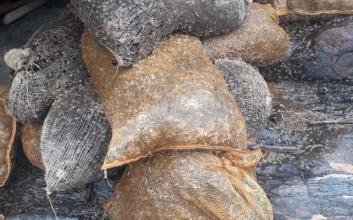 Penha - Sacos cheios de mariscos aparecem em costão da praia de São Roque