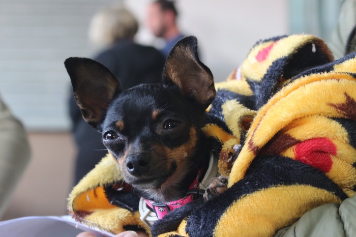Balneário Piçarras – Prefeitura disponibiliza plataforma de agendamentos para castração de cães e gatos