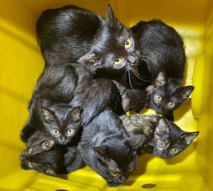 Itajaí - PM e Instituto Cidade Saudável resgatam 33 gatos em apartamento no bairro São João