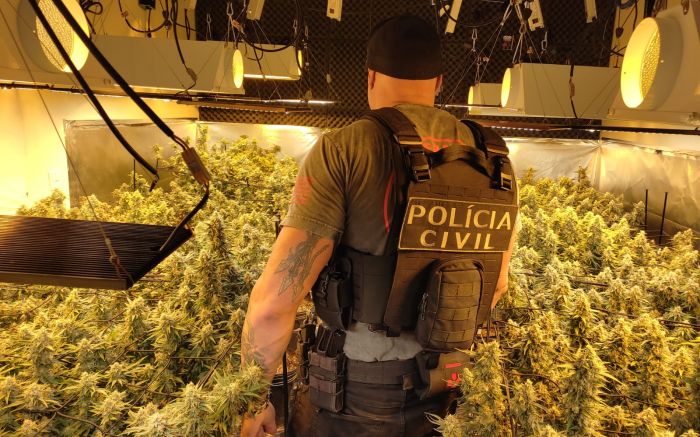 Flagrante – Polícia Civil flagra plantações de maconha em duas residências em Itajaí 