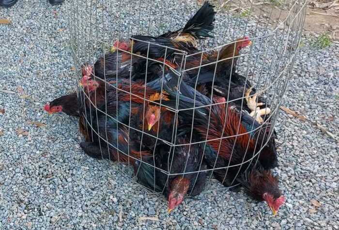 Barra Velha – Mulher que abrigava rinha de galos é presa por maus tratos a animais 