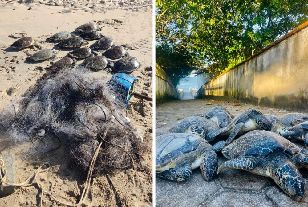 Barra Velha – Doze tartarugas são encontradas mortas na praia de Itajuba
