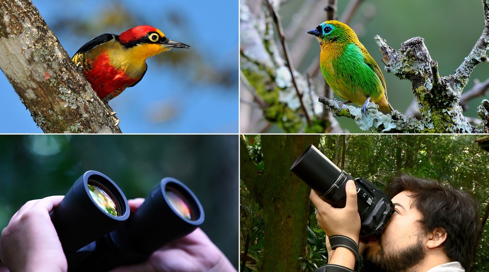 Balneário Piçarras: Observa Costa Verde & Mar - Aves da Minha Janela - acontece neste domingo