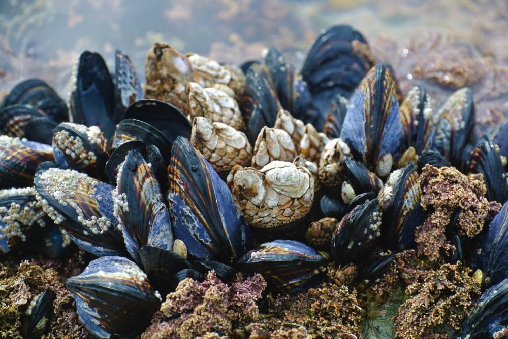 Pesquisa identifica micro plásticos em ostras e mariscos produzidos em Penha e Bombinhas