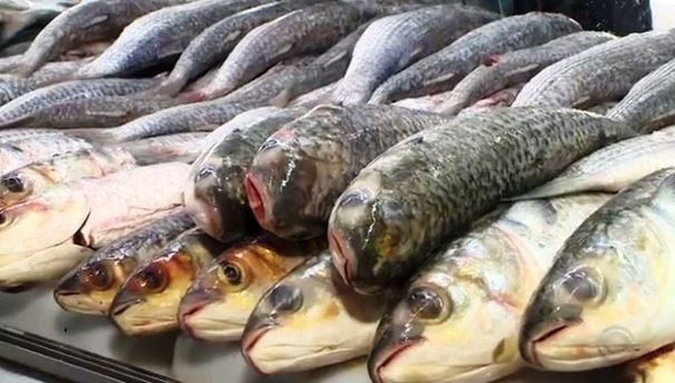 Secretaria Nacional da Pesca define safra da tainha de 2020 com mil toneladas a menos que a cota de 2019