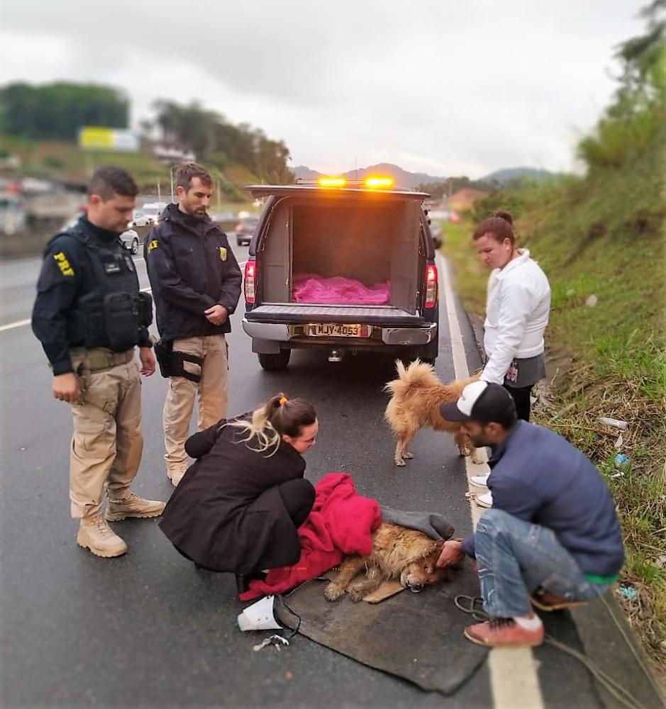 Blumenau - Cães atropelados são resgatados pela PRF na BR-470