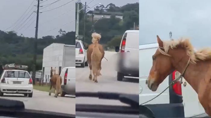 Brusque - Motorista é flagrado puxando cavalo com carro em movimento