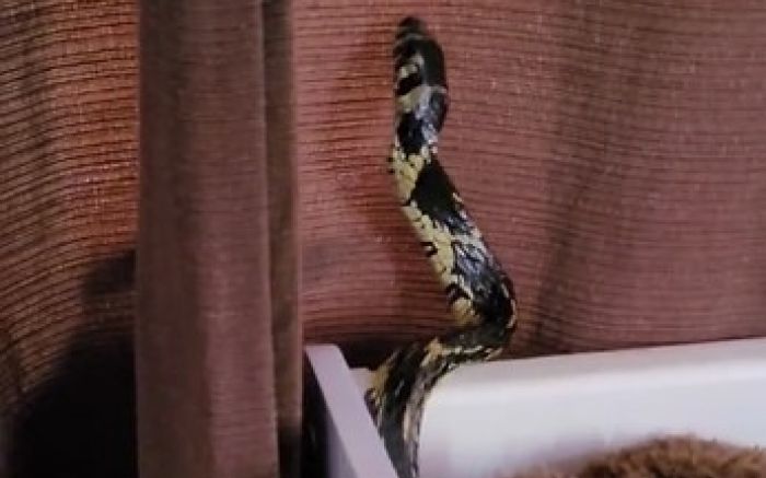 Jaraguá do Sul - Cobra é capturada dentro de berço de bebê