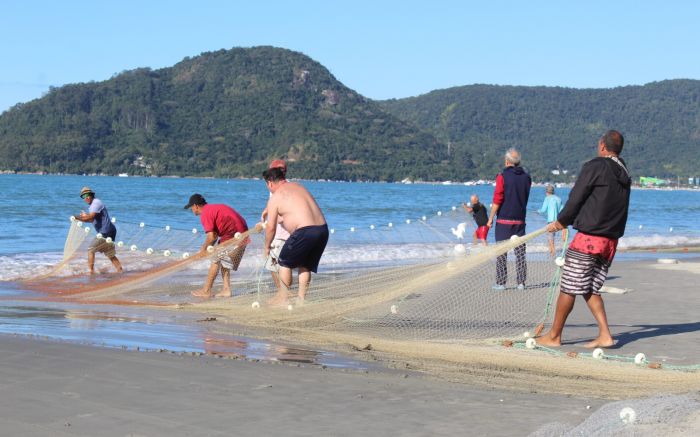 Balneário Camboriú – Lanços capturam 317 tainhas nas praias de Estaleiro e Estaleirinho