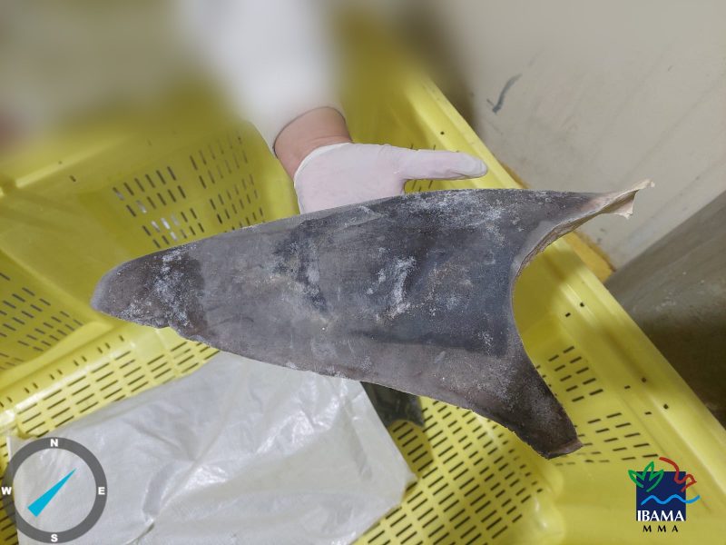 Recorde Mundial - Mais de 28 toneladas de barbatanas de tubarão são apreendidas em Itajaí 