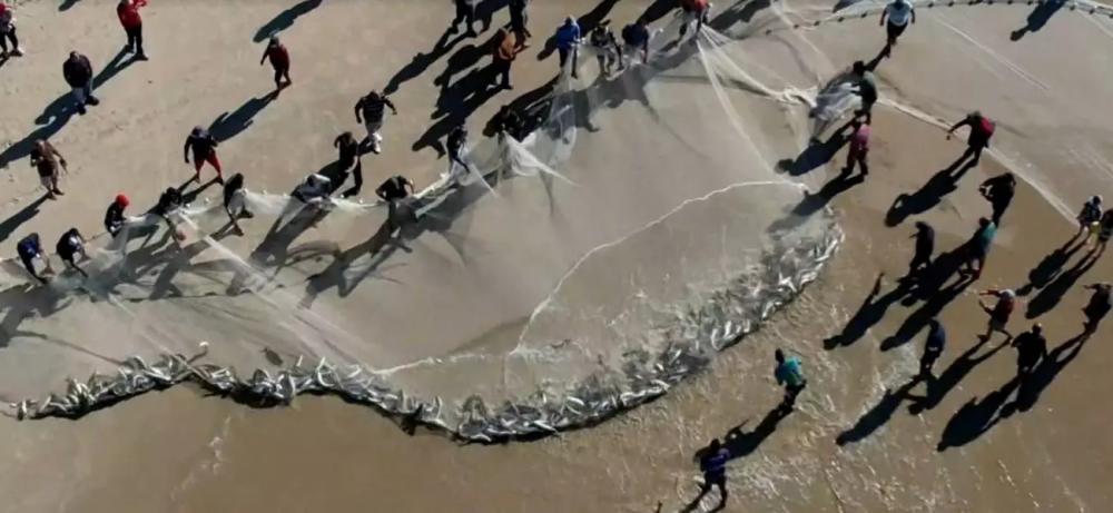 Pescadores comemoram redes cheias de tainha na Grande Florianópolis