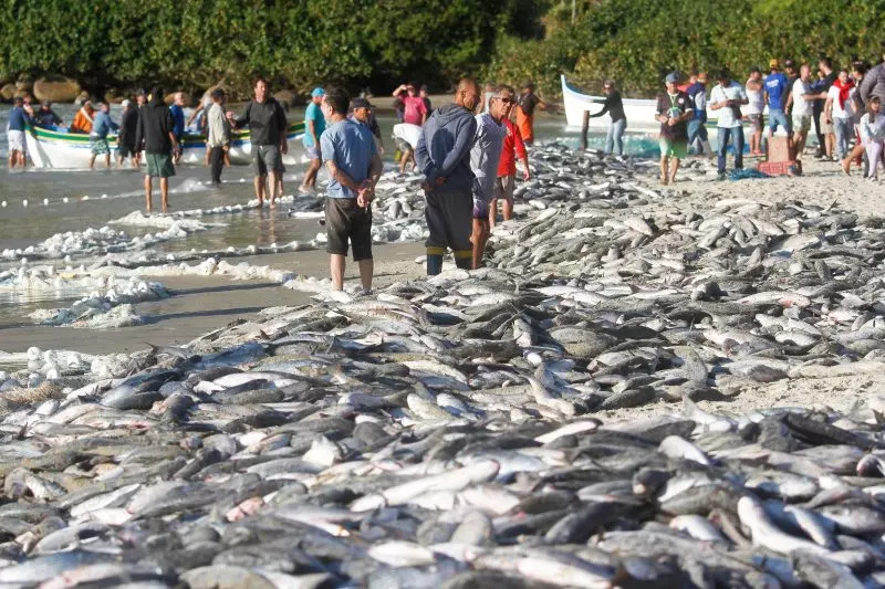 Praia de Florianópolis registra o segundo maior lanço de sua história
