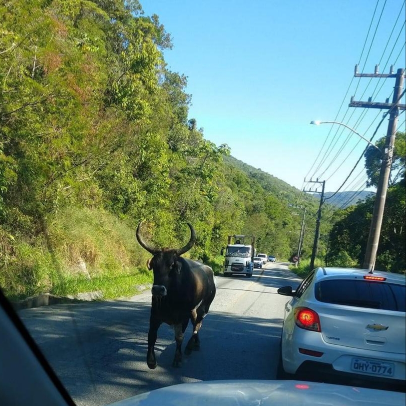 Porto Belo: Farristas promovem Farra do Boi na Praia do Caixa D’Aço no Araçá