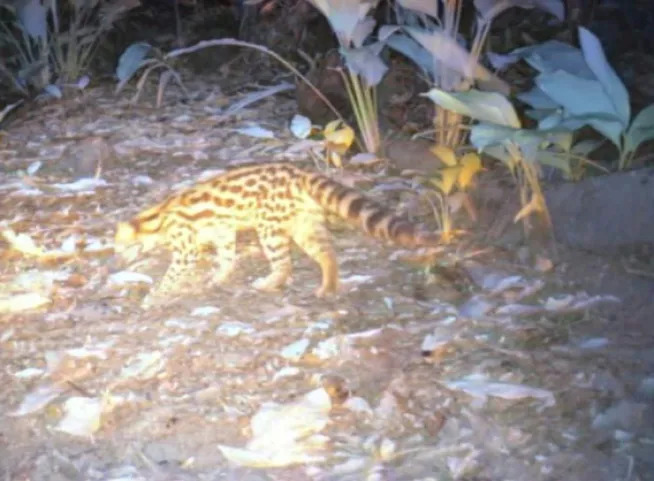 Gato-maracajá, espécie quase ameaçada de extinção, é flagrado em mata de Balneário Piçarras