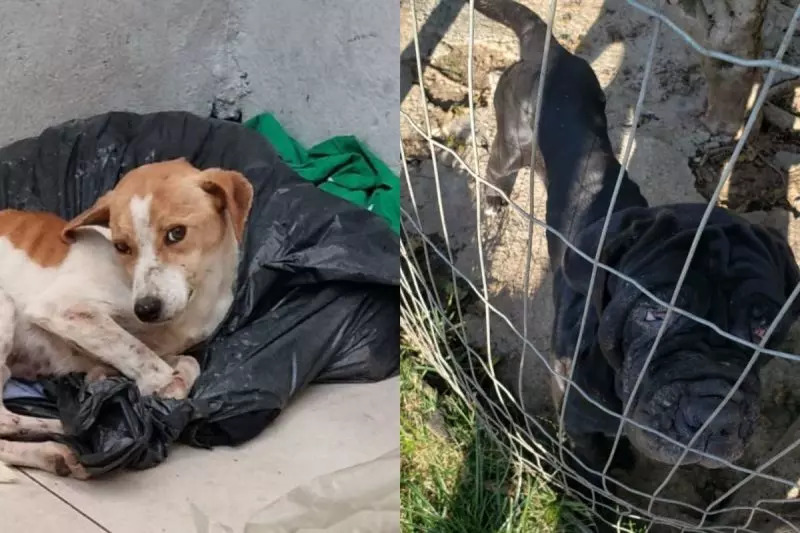 Prisão - Mulher é presa por maus-tratos a animais no interior de Barra Velha 
