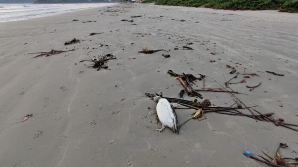 Porto Belo - Pinguins são encontrados mortos na Praia do Perequê