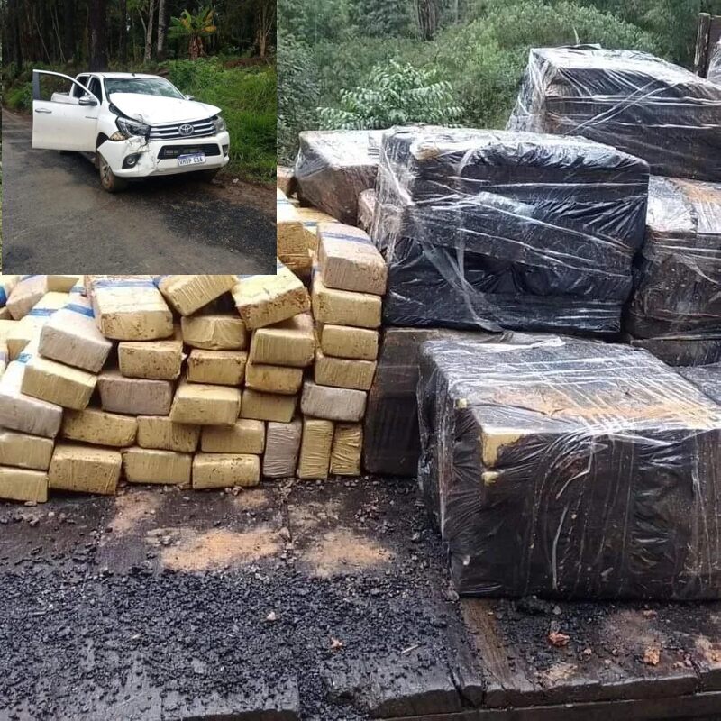 Polícia Militar do Paraná apreende mais de 500 quilos de maconha em Hilux furtada em Balneário Camboriú 