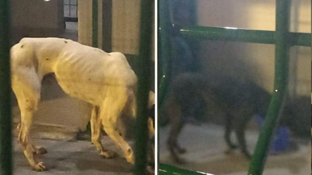 Portonave - Cachorros são resgatados em contêiner que iam para China