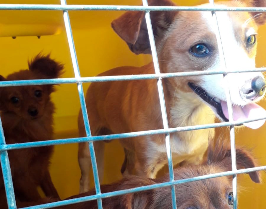 Penha retoma serviço de castração, resgate e atendimento de animais