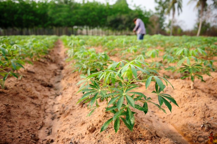 Gaspar – Agricultor encontra ossada humana em plantação de aipim