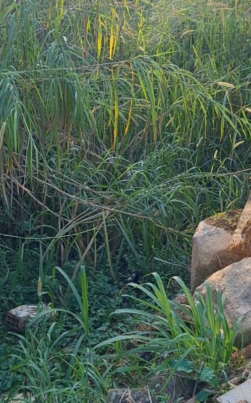 Blumenau - Corpo em estado de decomposição é encontrado por agentes de combate à dengue na Itoupavazinha