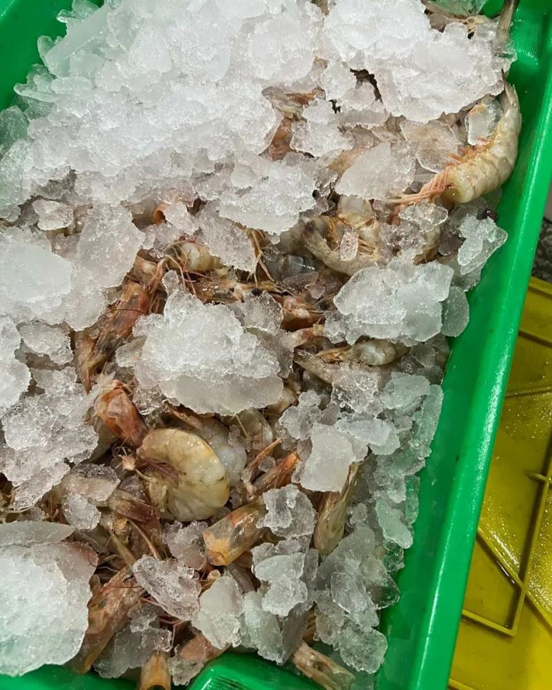 Navegantes – Polícia Militar Ambiental apreende 17 toneladas de pescados ilegais 