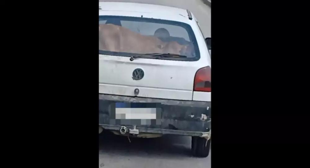 Brusque - Vaca é flagrada em porta malas de Gol na Avenida Beira Rio