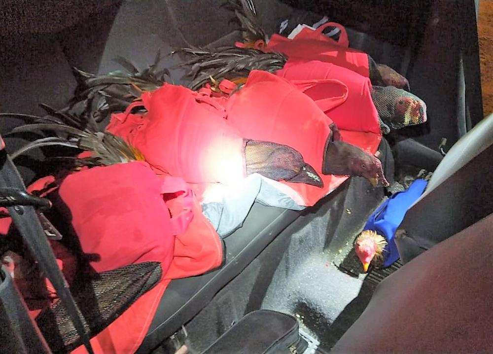 Joinville - PRF apreende galos de briga em Renault/Clio na BR-101 