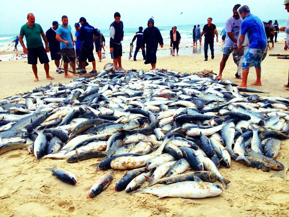 Previsão de inverno rigoroso faz pescadores ficarem otimistas com a safra da tainha neste ano