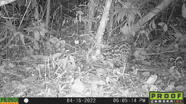 Barra Velha - Câmeras flagram gato-maracajá, espécie ameaçada de extinção, no Parque Peabiru
