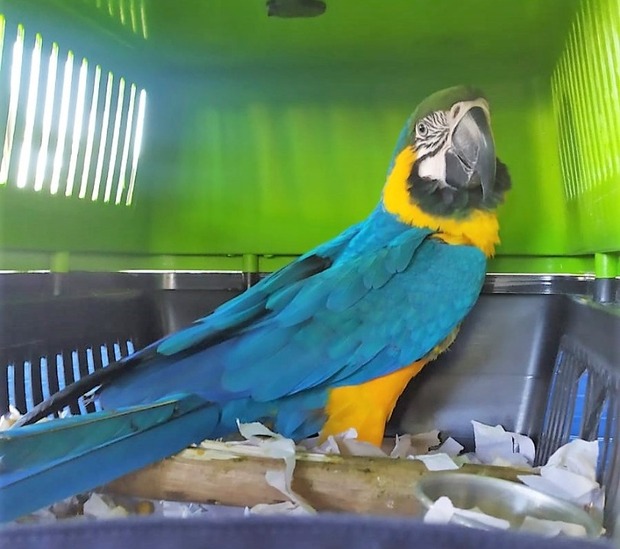 PRF flagra arara sendo transportada sem autorização ambiental na BR-101 em Joinville
