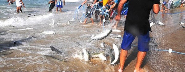 Pesca da tainha em Santa Catarina terá regras para evitar o contágio da COVID-19