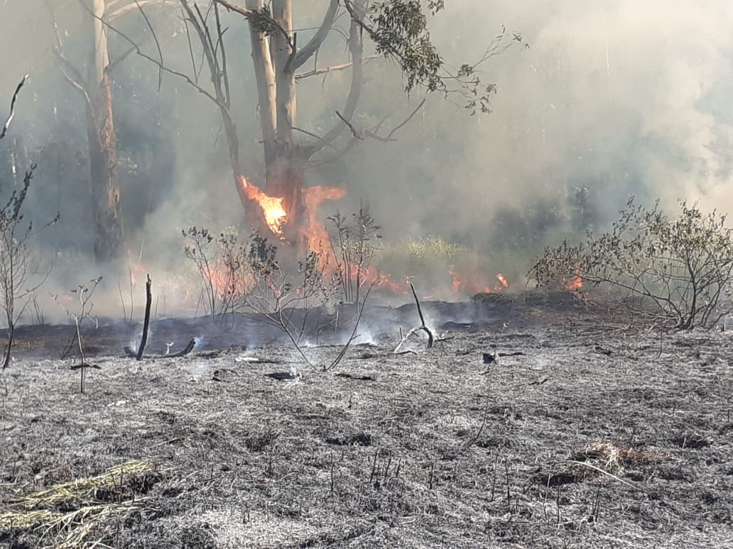 Navegantes: Incêndio atinge cerca de quatro mil metros quadrados de mata no bairro Praia de Gravatá