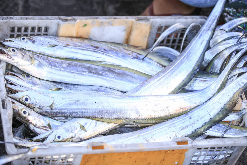 Pesca do peixe espada poderá ser autorizada em Santa Catarina